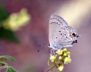 Hairstreak Butterfly