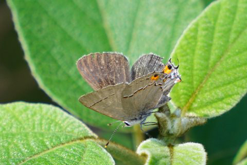 Hairstreak Butterfly