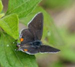 Hairstreak Butterfly