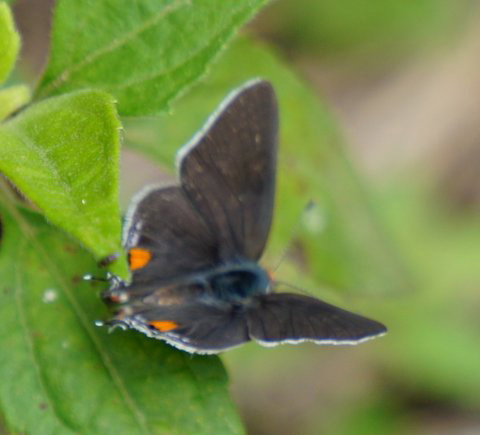 Hairstreak Butterfly
