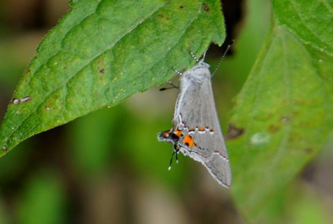 Hairstreak Butterfly