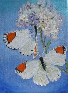 Desert Orangetip