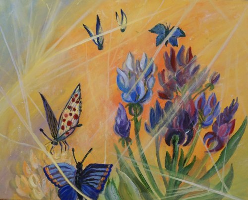 Butterflies and Lupines