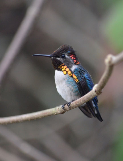 Bee HummingbirdBee Hummingbird