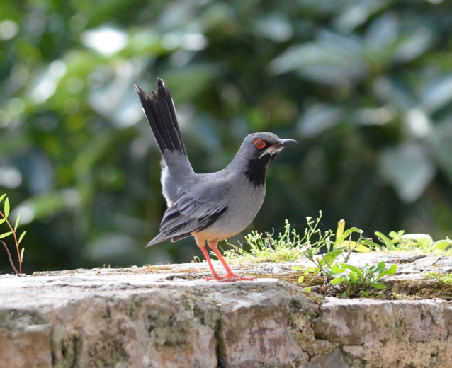 Red Legged Thrush