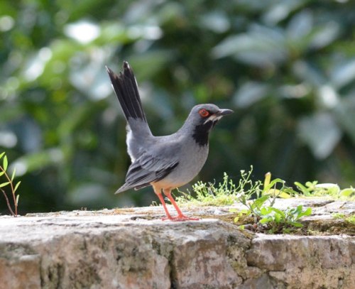 Red Legged Thrush