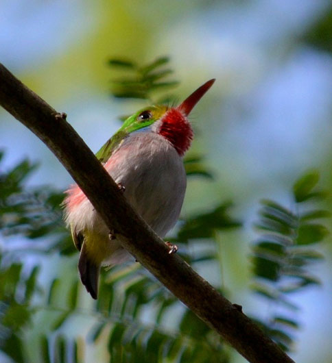 The Cuban Tody