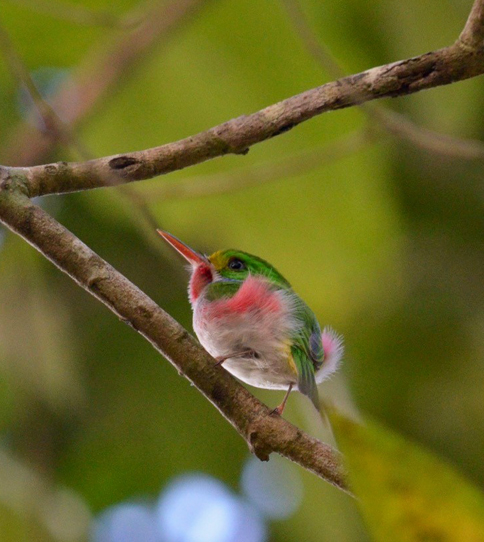 The Cuban Tody
