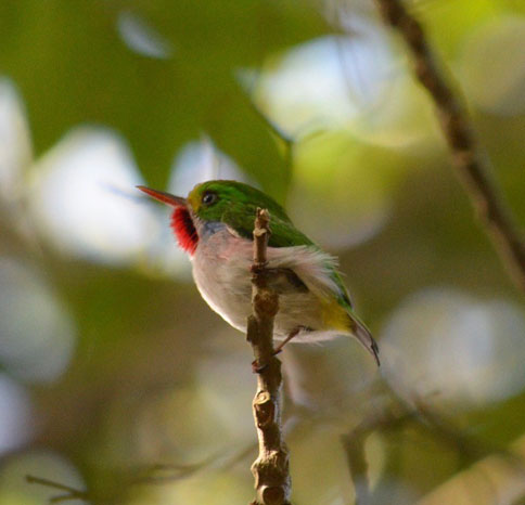 The Cuban Tody