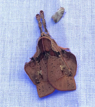 This moth looks a bit like a banjo