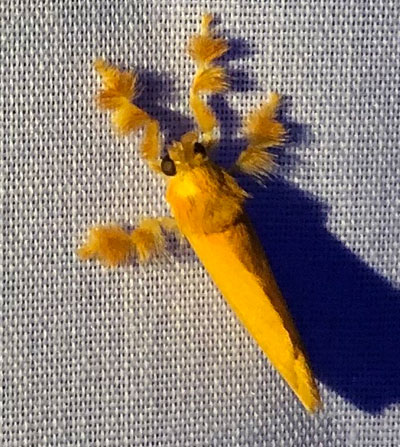 A moth with chenille antennae?