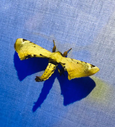 This moth looks a bit like a WWI bi-plane