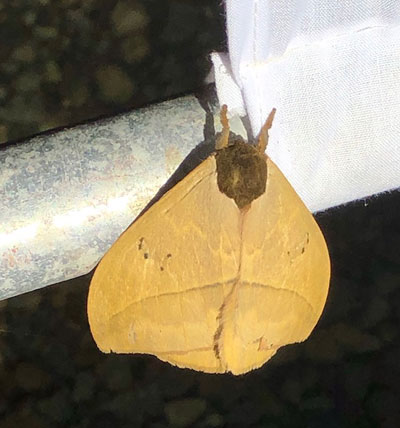 This moth has a secret