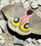 Moth in Panama