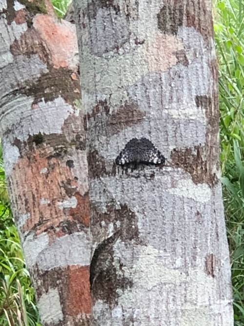 Variable Cracker Butterfly