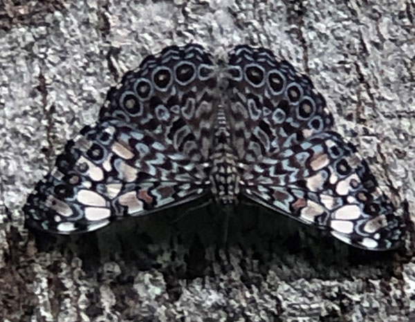 Variable Cracker Butterfly
