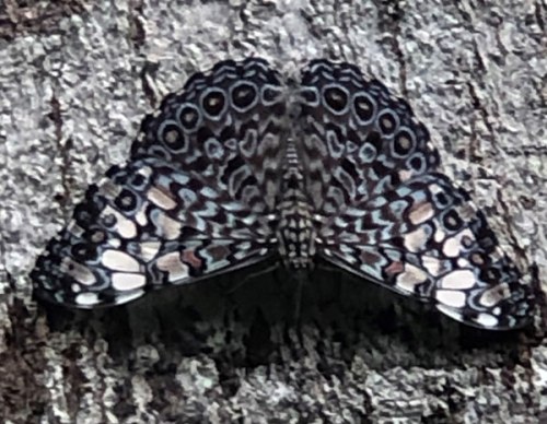 Variable Cracker Butterfly
