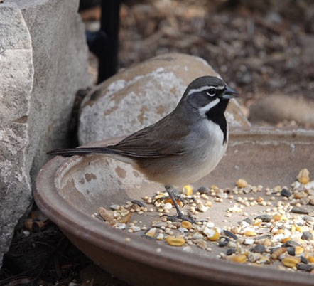 Black-throated Sparrow