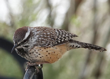 Cactus Wren