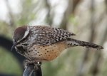 Cactus Wren