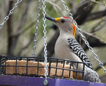 Golden-fronted Woodpecker