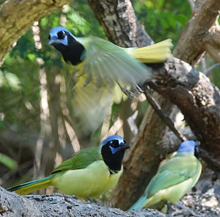 Green Jays
