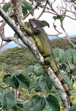 Iguana