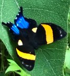 Inca Metalmark