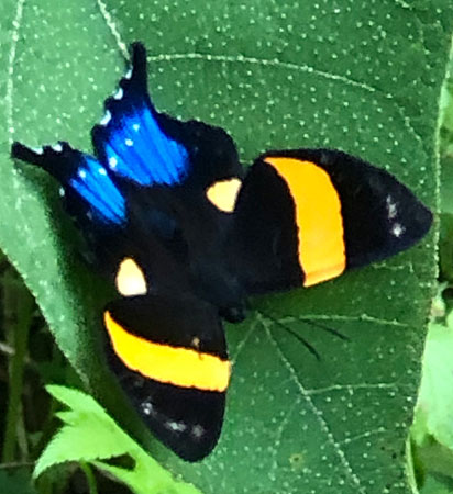 Inca Metalmark