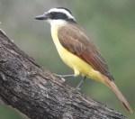 Kiskadee