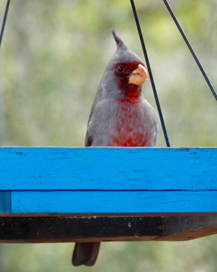 Pyrrhuloxia