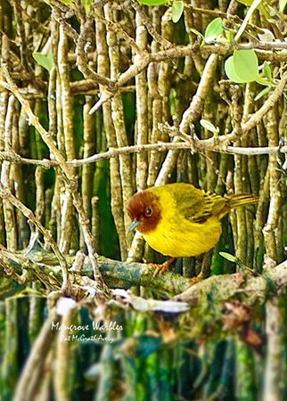 Mangrove Warbler