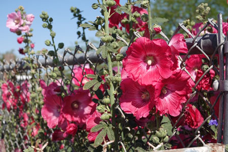 Hollyhocks Against the Fence